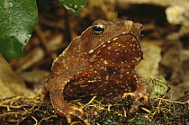 Toad (Bufo sp) portrait, Atlantic Forest ecosystem, Brazil
