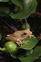 Chaco Tree Frog (Hyla raniceps), Amazon, Brazil