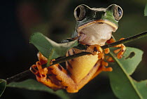 Tiger-striped Leaf Frog (Phyllomedusa tomopterna) or Barred Leaf Frog, portrait, Amazon ecosystem, Brazil