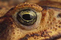 Cururu Toad (Bufo paracnemis) eye of female, Caatinga ecosystem, Brazil