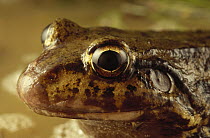 Labyrinth Frog (Leptodactylus labyrinthicus) portrait, Caatinga ecosystem, Brazil
