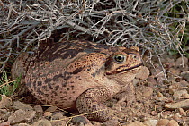 Cururu Toad (Bufo paracnemis) female portrait, Caatinga ecosystem, Brazil