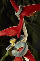 Two-striped Forest Pit Viper (Bothrops bilineatus) hanging on a Heliconia (Heliconia sp) flower, Atlantic Forest, Brazil