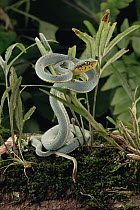 Two-striped Forest Pit Viper (Bothrops bilineatus) coiled around grasses, Atlantic Forest ecosystem, Brazil