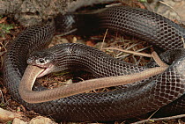 Black Mussurana (Clelia occipitolutea) snake, eating a Hognose Snake (Philodryas nattereri), Caatinga ecosystem, Brazil