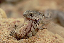 Ground Snake (Thamnodynastes pallidus) eating a lizard, Caatinga ecosystem, Brazil