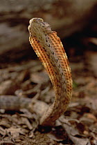 Northern Coastal House Snake (Thamnodynastes strigilis) rearing up in defensive position, Caatinga ecosystem, Brazil