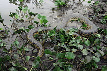 Green Anaconda (Eunectes murinus) moving through wetland vegetation, Pantanal ecosystem, Brazil