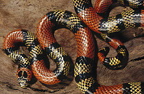 Aquatic Coral Snake (Micrurus surinamensis) showing warning color pattern, Amazon ecosystem, Brazil