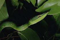Bird Snake (Thelotornis sp) camouflaged among leaves, Amazon ecosystem, Brazil