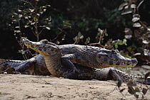 Jacare Caiman (Caiman yacare) pair resting on river bank, Pantanal ecosystem, Brazil