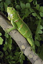 Green Iguana (Iguana iguana) clinging to branch in tropical rainforest, Caatinga, Brazil