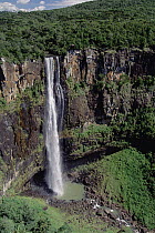 Sao Francisco Falls, 186 meters high, cascading over cliff in an amphitheater carved from basaltic rock lined with Araucaria pines (Araucaria angustifolia), Prudentopolis, southern Brazil