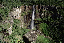 Sao Francisco Falls, 186 meters high, cascading over cliff in an amphitheater carved from basaltic rock lined with Araucaria pines (Araucaria angustifolia), Prudentopolis, southern Brazil