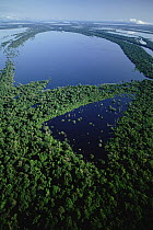 Anavilhanas archipelago in the middle of the Rio Negro River, Amazon ecosystem, Brazil