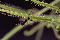 Sundew (Drosera binata) a carnivorous plant, with trapped ant in leaves, Cerrado ecosystem, Brazil