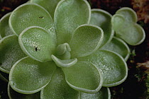 Mexican Butterwort (Pinguecula esseriana) leaves with trapped flies, Amazon ecosystem, Brazil