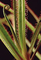 Common Sundew (Drosera regia) showing hairs with sticky liquid which captures insects, southern Brazil