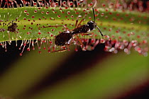 Sundew (Drosera regia) a carnivorous plant, with trapped ant in its sticky leaves, Cerrado ecosystem, Brazil