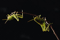 Grasshopper (Tropidacris cristata) pair balancing on twig, Atlantic Forest ecosystem, Brazil