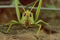 Grasshopper (Tropidacris cristata) portrait, Atlantic Forest ecosystem, Brazil