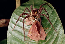Tarantula (Theraphosidae), eating a moth it has captured, Amazon ecosystem, Brazil