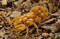 Scorpion tail ends in a stinger that protects the young carried on back, Caatinga ecosystem, Brazil