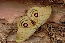 Saturniid Moth (Saturniidae) showing false eye spots on wings, Caatinga ecosystem, Brazil