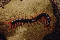 Centipede (Otostigmus sp) showing many legs, southern Brazil