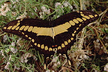 Swordtail Butterfly (Opsiphanes bassus) portrait, Caatinga ecosystem, Brazil