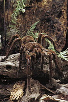 Tarantula (Theraphosidae) crossing forest floor, Amazon, Brazil