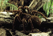 Tarantula (Theraphosidae), portrait on rainforest floor, Amazon ecosystem, Brazil