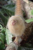 Pygmy Marmoset (Cebuella pygmaea) endangered, portrait, Amazon, Brazil