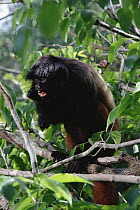 Black Uakari (Cacajao melanocephalus) portrait, Amazon forest, Brazil