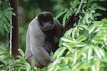 Humboldt's Woolly Monkey (Lagothrix lagotricha), Amazon forest, Brazil