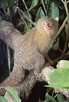 Pygmy Marmoset (Cebuella pygmaea) endangered, portrait, Amazon forest, Brazil