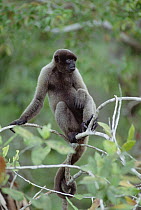 Humboldt's Woolly Monkey (Lagothrix lagotricha), Amazon, Brazil