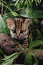 Margay (Leopardus wiedii) kitten, Amazon, Brazil