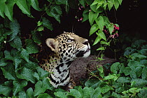 Jaguar (Panthera onca) peeking out through foliage and flowers, Amazon, Brazil