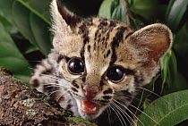 Margay (Leopardus wiedii) kitten calling, Amazon, Brazil