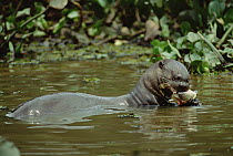 Giant River Otter (Pteronura brasiliensis) eating fish, Pantanal, Brazil