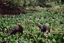 Giant River Otter (Pteronura brasiliensis) pair on land, Pantanal, Brazil