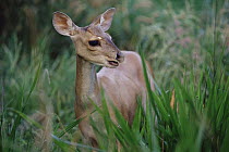 Red Brocket Deer (Mazama americana), Caatinga, Brazil