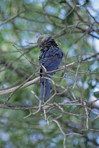 Little Blue Macaw (Cyanopsitta spixii) male, Curaca, Bahia, Brazil