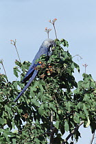 Little Blue Macaw (Cyanopsitta spixii) female, Curaca, Bahia, Brazil