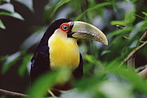 Red-breasted Toucan (Ramphastos dicolorus) close-up through vegetation, south Brazil