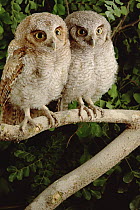 Tropical Screech Owl (Otus choliba) young pair perched on branch, Caatinga, Brazil