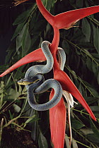 Two-striped Forest Pit Viper (Bothrops bilineatus) coiled around plant, Atlantic Forest ecosystem, Brazil