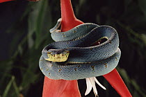 Two-striped Forest Pit Viper (Bothrops bilineatus) coiled around plant, front view, Atlantic Forest ecosystem, Brazil