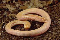 Tropical Worm Lizard (Amphisbaena sp) coiled on ground, Caatinga ecosystem, Brazil